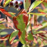 Bruine randen bij fruitbomen- en struiken door bladverbranding