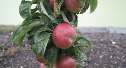 Appelboom 'Red <em>Sensation</em>' - vanaf € 18,99 - Consumptieappelbomen