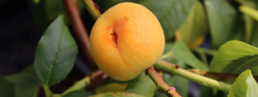 Dwergperzikenboom 'Yellow Peach' Dwergperzik 'Yellow Peach'