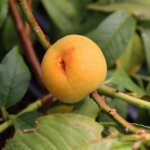 Dwergperzikenboom 'Yellow Peach'
