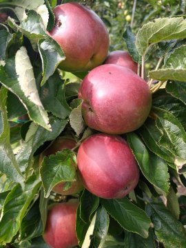 Appels aan McIntosh zuilappelboom