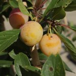 De 3 makkelijkste zelfbestuivende pruimenbomen voor in de tuin