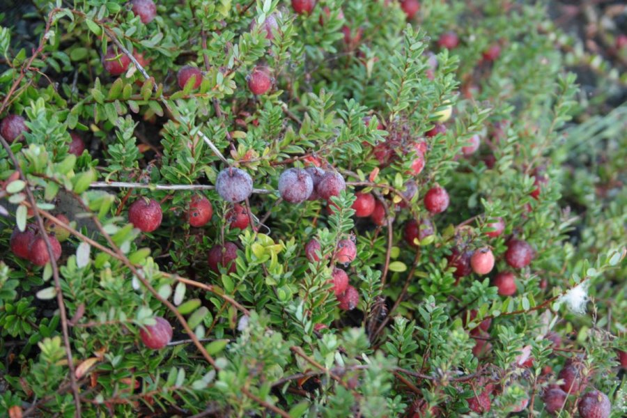 Cranberry vruchten aan struik