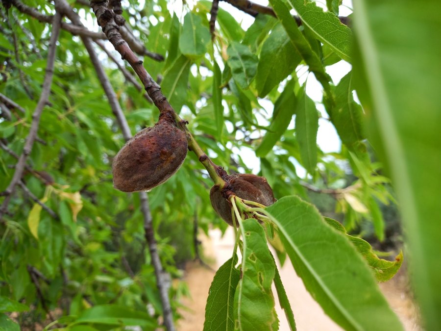 Amandelboom vruchten