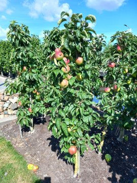Zuilappelboom met appels