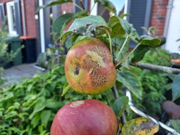 Appel met aantasting door appelschruft