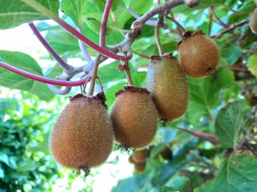 Kiwi vruchten
