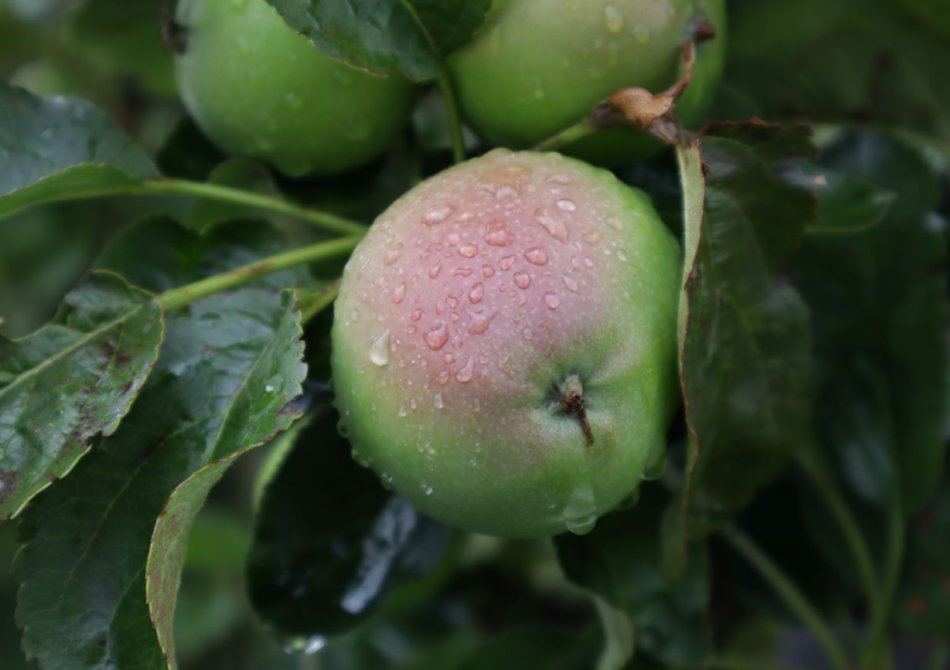 Appels aan boom