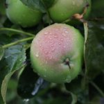 Welke appelboom moet ik kiezen? De 5 makkelijkste appelbomen voor de beginnende tuinliefhebber