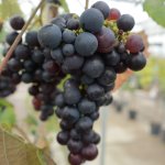 Ontbladeren: blad verwijderen bij een druif voor zoetere vruchten