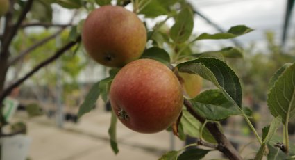 Appelboom 'Cox's Orange Pippin' - vanaf € 16,99 - Consumptieappelbomen