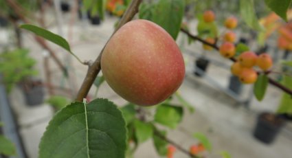 Appelboom 'Sweet Caroline' - vanaf € 22,99 - Consumptieappelbomen