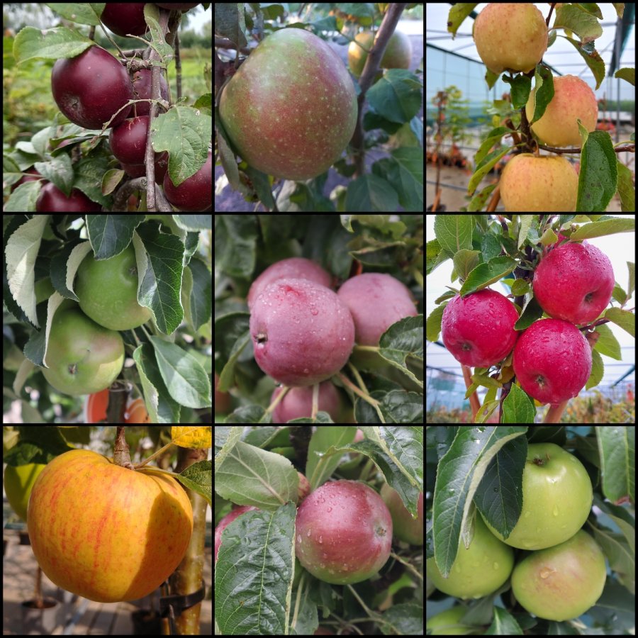 Collage van verschillende soorten appels