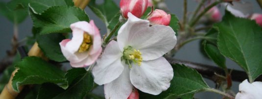 Nabloei zorgt voor bloeiende appelboom of perenboom in augustus of september