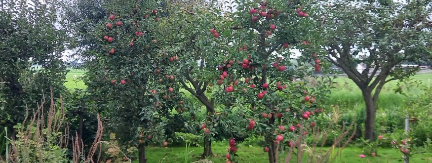 Laagstam fruitbomen