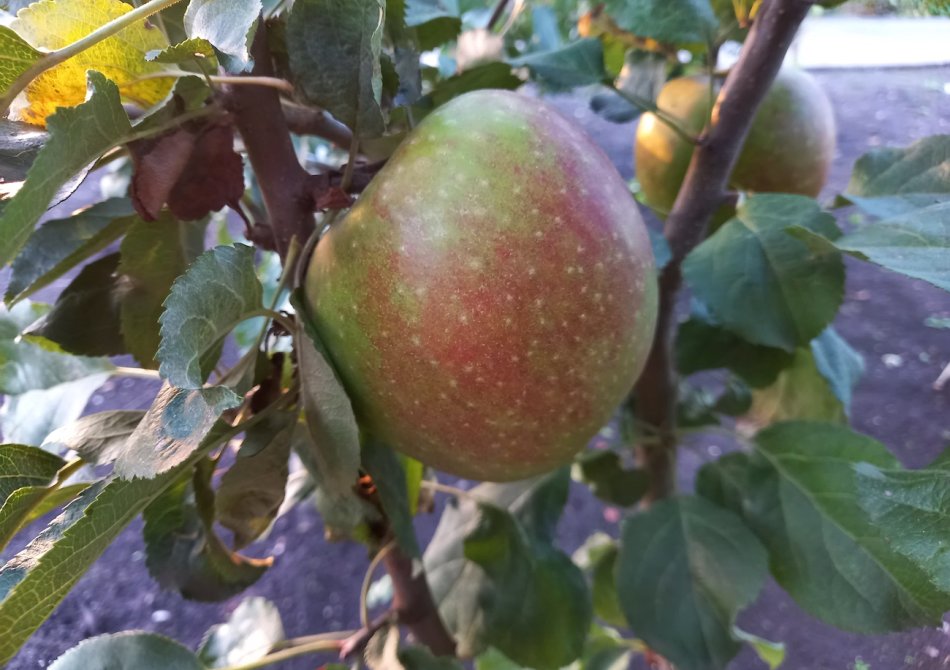 De beste moesappel om appelmoes van te maken