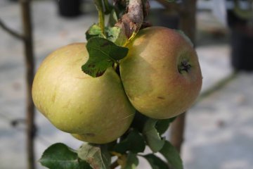 Bramley's Seedling appels