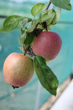 Groninger Kroon appels