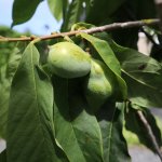 Pawpaw 'Sunflower'