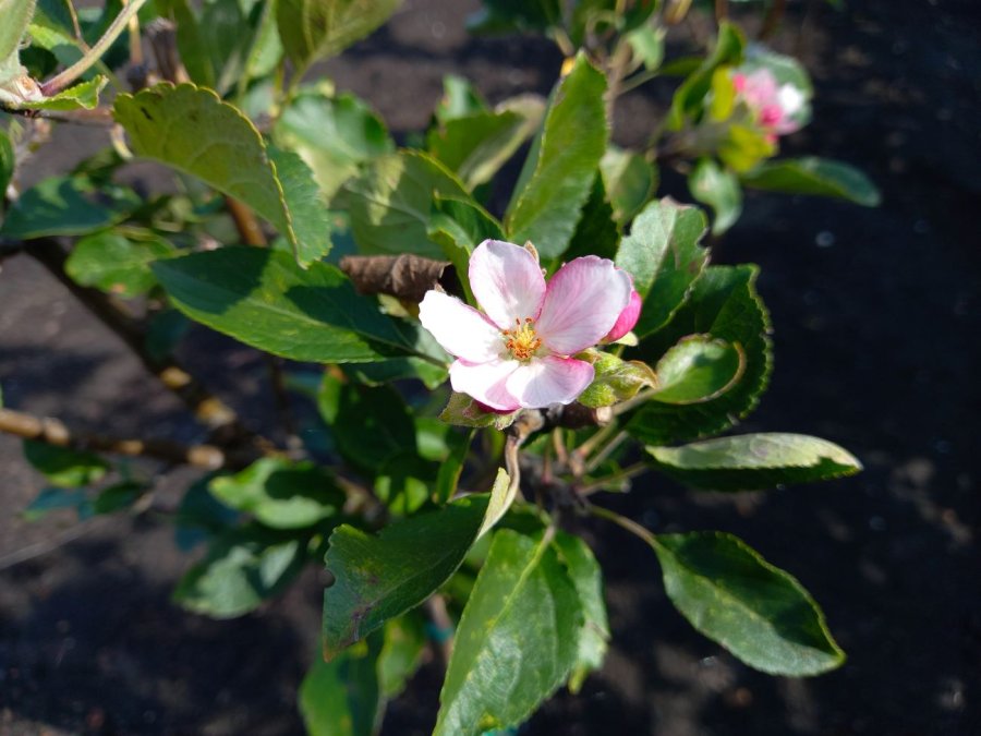 James Grieve appelboom bloei