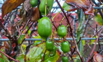 De mooiste herfstkleuren die je in oktober in de fruittuin ziet
