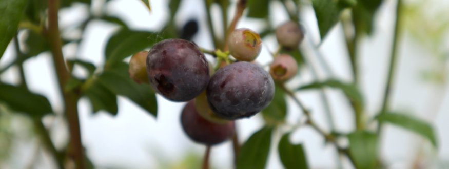 Blauwe bessenstruik 'Pioneer' Blauwe bes 'Pioneer'
