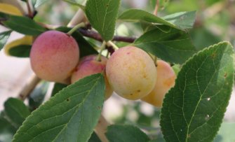 Een mini-pruimenboom kopen voor de kleine tuin of balkon