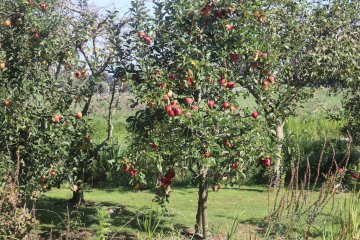 Laagstam appelboom vol appels