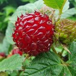 Zuilframboos 'Raspberry Tower'