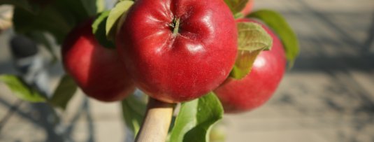 Appels kweken in een tropisch klimaat