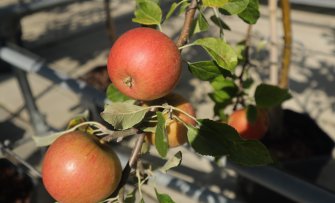 Vijf Britse appelrassen die je geproefd moet hebben