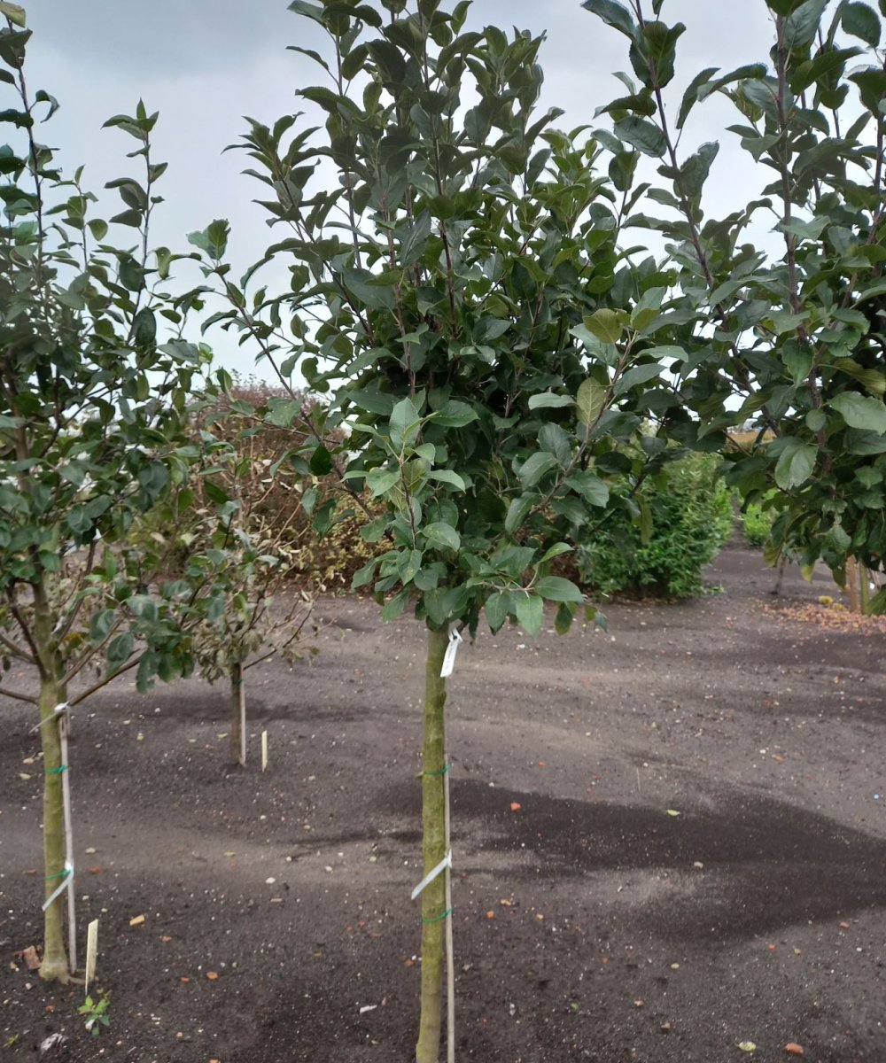 Foto van de karakterfruitboom KB00030