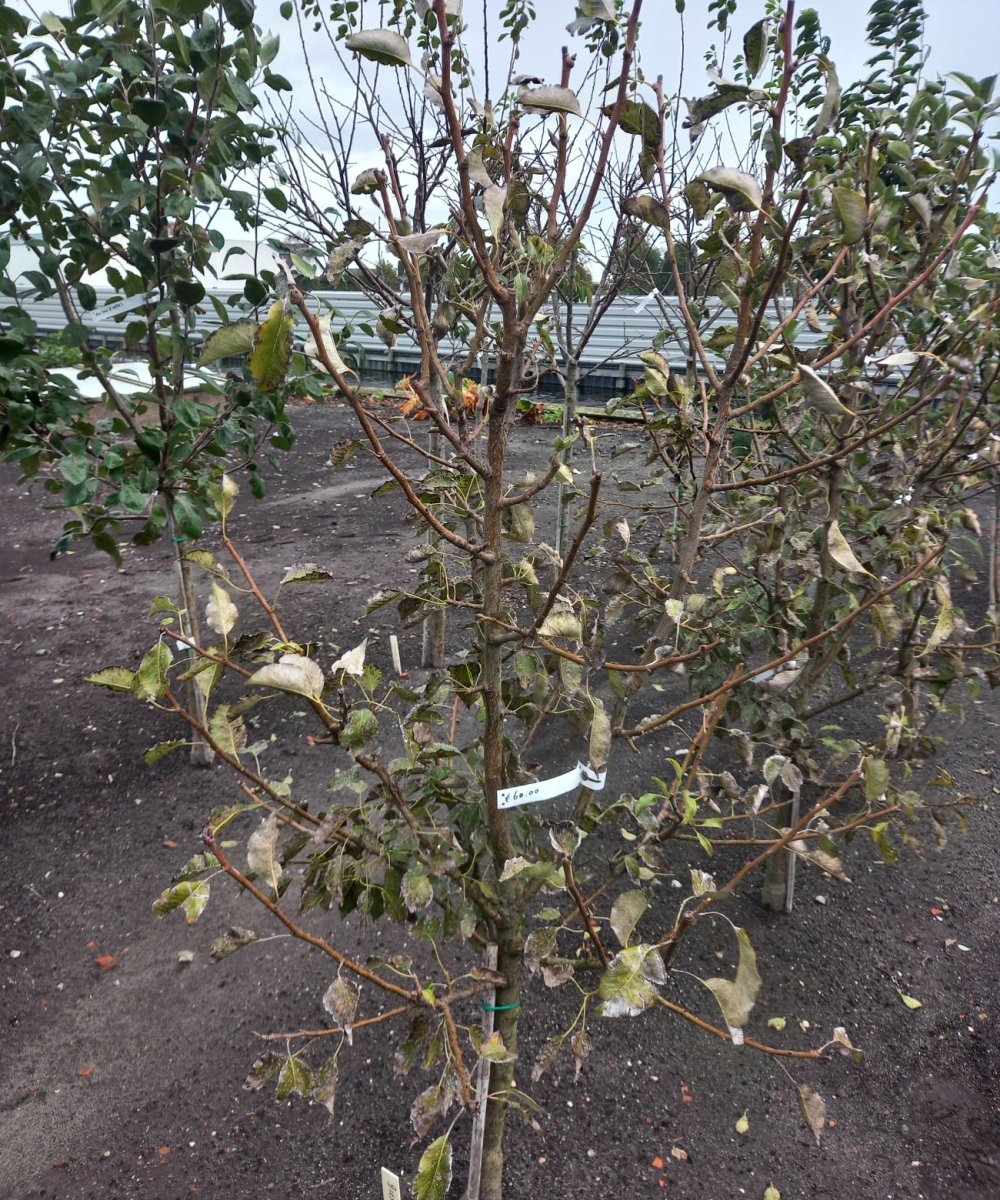 Foto van de karakterfruitboom KB00039