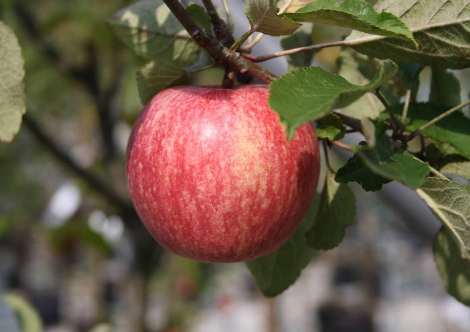 Stoofappels: welke appelrassen zijn het beste geschikt om te stoven? Blog