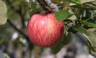 Stoofappels: welke appelrassen zijn het beste geschikt om te stoven?