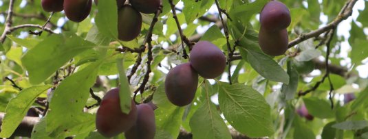 Vruchtdunning bij een pruimenboom