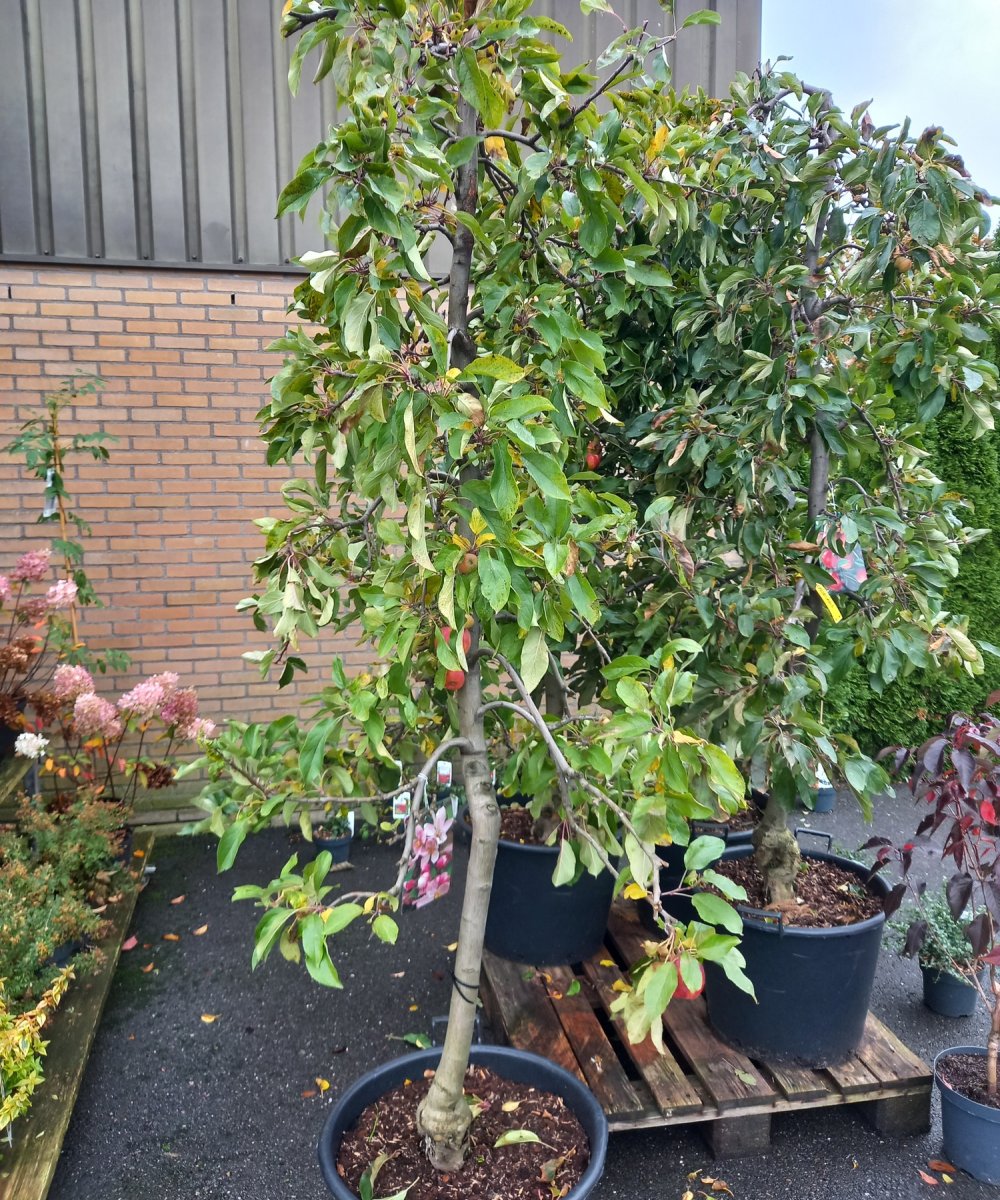 Foto van de karakterfruitboom KB00046