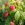 Framboos 'BonBonBerry ® Yummy' 