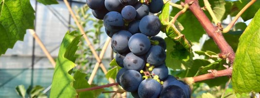 De 5 beste pitloze druiven voor nederland
