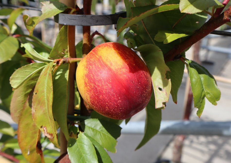 5 tips voor het kweken van fruit in de kas