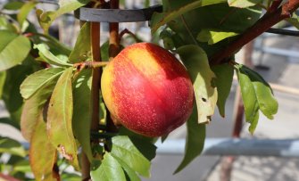 5 tips voor het kweken van fruit in de kas