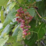 Druivenstruik 'Vanessa'