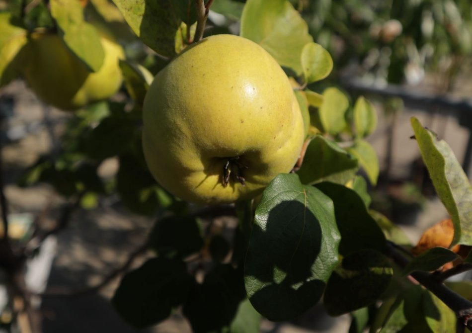 De 3 leukste fruittuin cadeau's voor de moestuinliefhebber in 2023 Blog