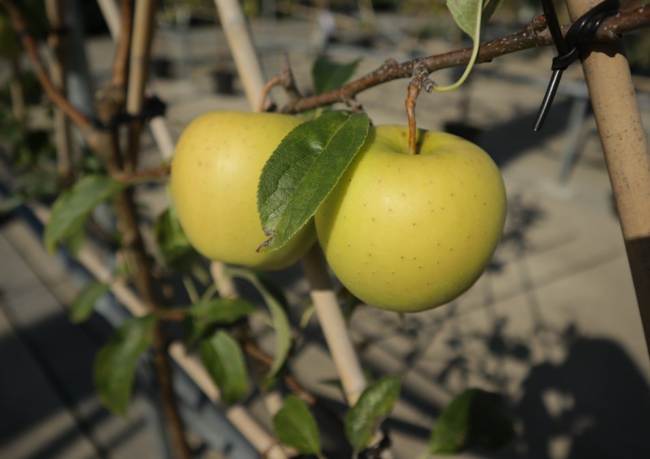 De leukste gele appels voor in jouw fruittuin Blog