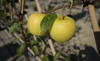 De leukste gele appels voor in jouw fruittuin