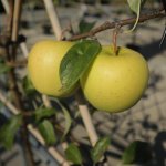 De leukste gele appels voor in jouw fruittuin