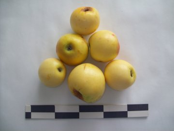 Ananasreinette appel