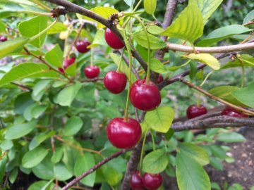 Rode kersen in een kersenboom