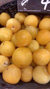 Gele japanse pruim Golden Japan vruchten