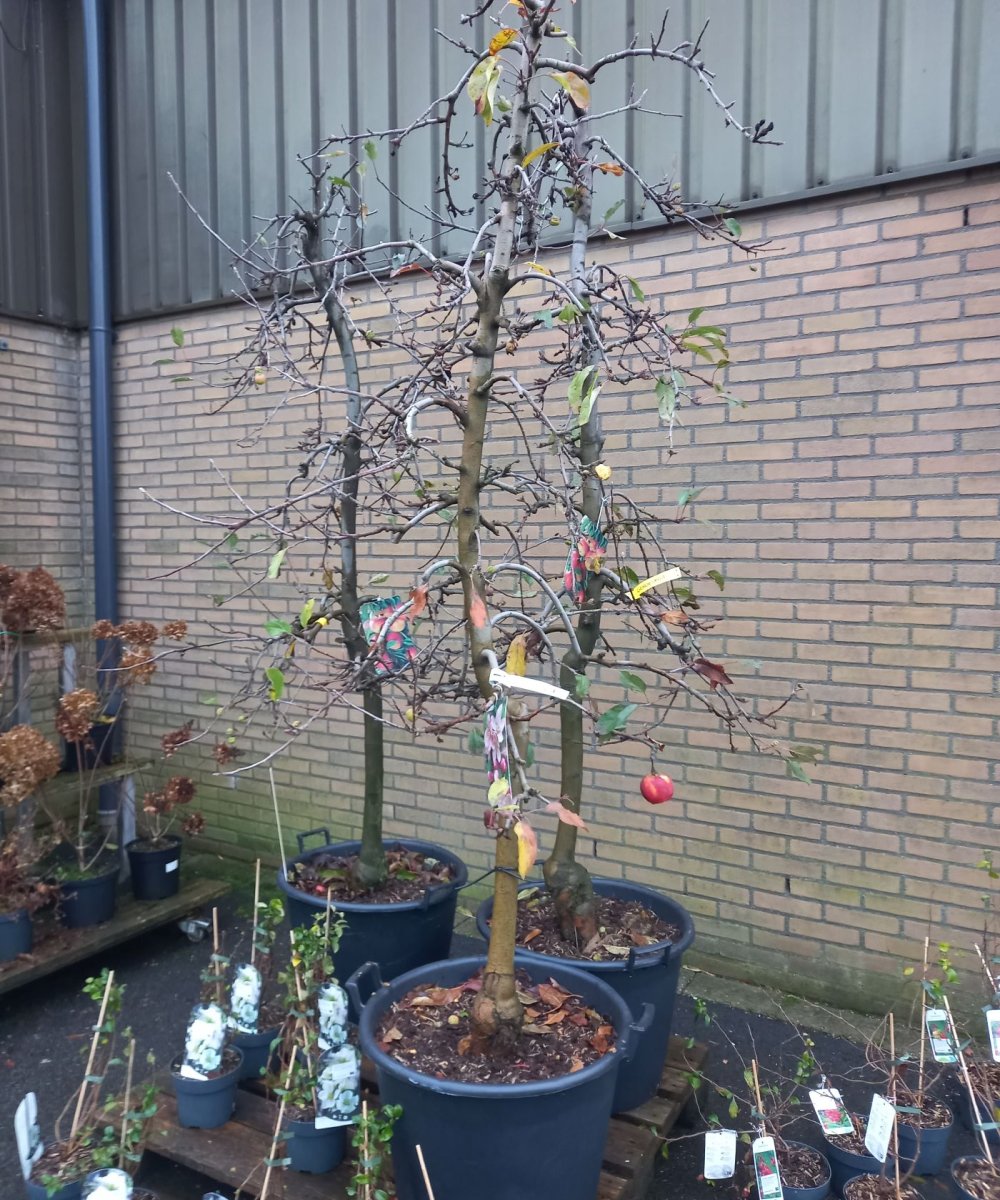 Foto van de karakterfruitboom KB00047